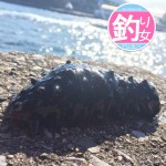 採れたナマコを捌いてナマコ酢でいただきました！