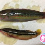 ベラ（キュウセン）のオスとメスの違い